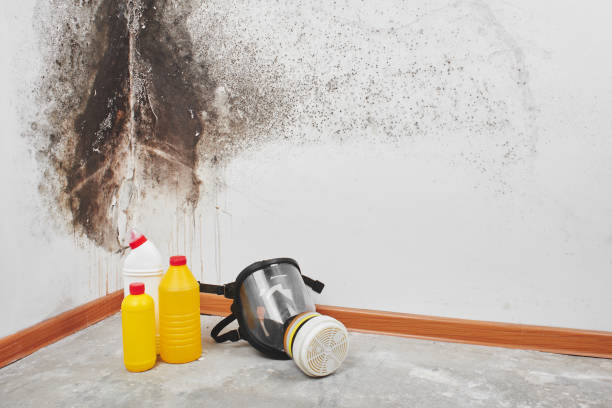 Best Toxic Mold Removal  in Charter Oak, CA