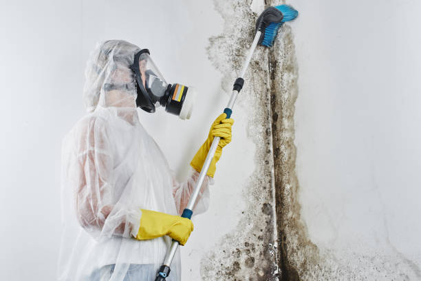 Best Commercial Mold Removal  in Charter Oak, CA