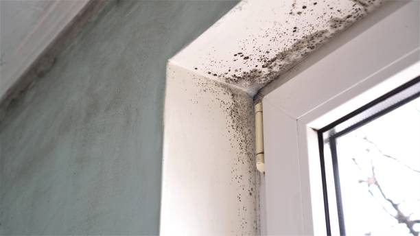 Reliable Charter Oak, CA Mold Removal Solutions