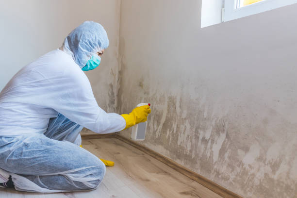 Attic Mold Removal in Charter Oak, CA