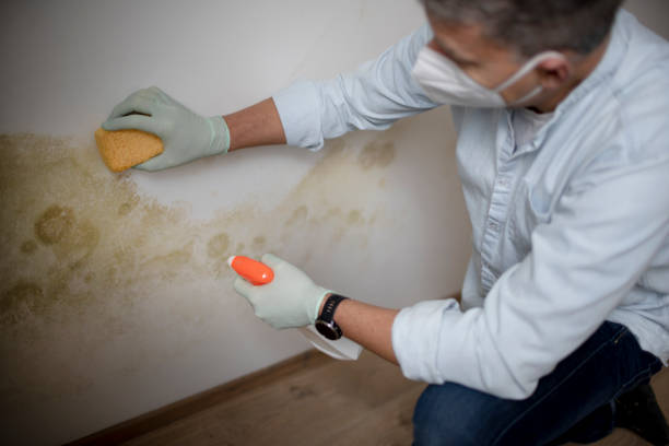 Charter Oak, CA Mold Removal Company