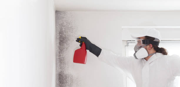 Best Same-Day Mold Removal  in Charter Oak, CA