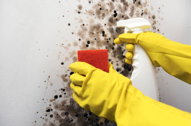 Best Residential Mold Removal  in Charter Oak, CA