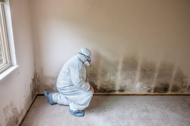 Best Mold Damage Repair  in Charter Oak, CA