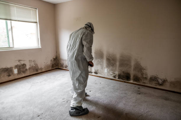 Office Mold Removal Services in Charter Oak, CA