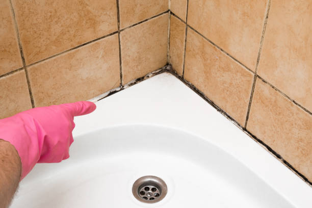 Best Home Mold Removal  in Charter Oak, CA