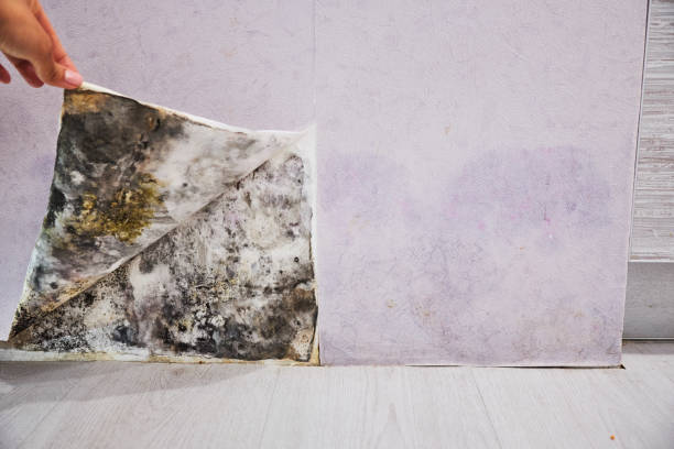 Best Best Mold Removal Companies  in Charter Oak, CA